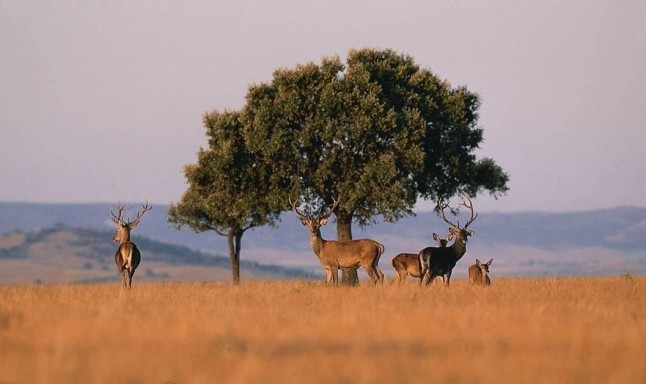 Castilla – La Mancha reclama la gestión definitiva de los dos Parques Nacionales de Cabañeros y Las Tablas de Daimiel