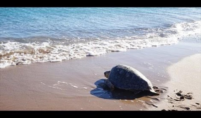 La tortuga Peineta regresa al mar en Valencia