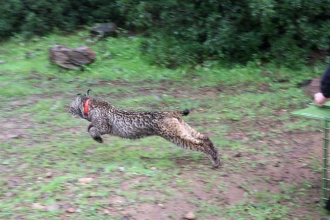 Arranca el ‘mal sueño’