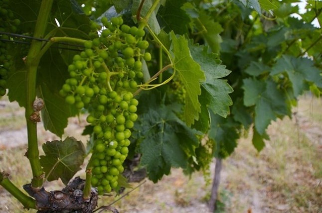 Andalucía trabaja en un proyecto para evaluar el papel del clima