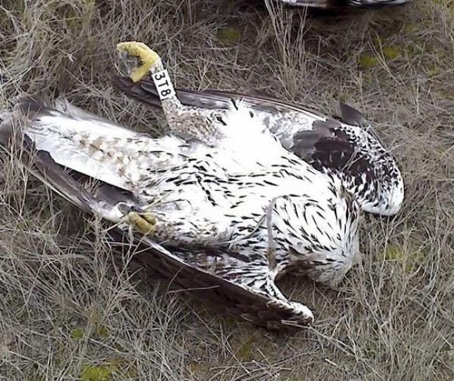 Agentes Forestales de La Rioja perseguirán implacablemente el uso de veneno contra la fauna