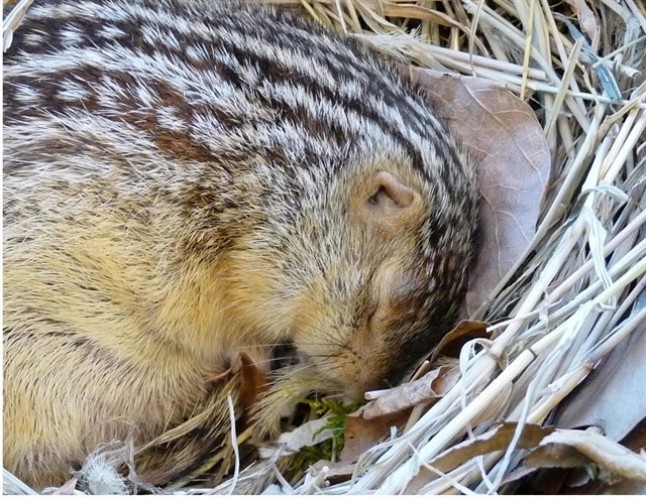 Cómo los roedores hibernantes ‘esquivaron’ el frío
