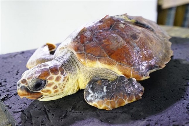 Una tortuga rescatada en San Javier se recupera en el Oceanogràfic de Valencia