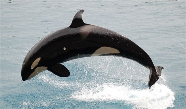 Las orcas son capaces de imitar la voz humana