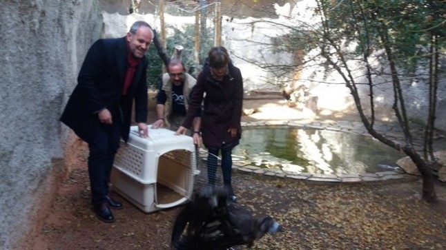 La Junta cede un buitre negro al Zoo de Córdoba con fines de educación ambiental y cría