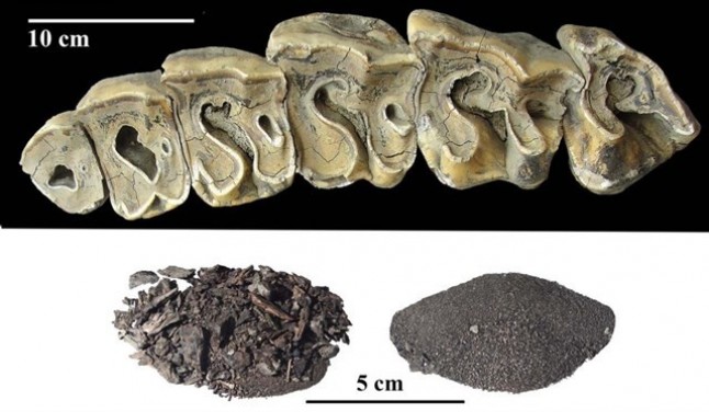 Los rinocerontes vivían hace 50.000 años en el círculo polar en Siberia