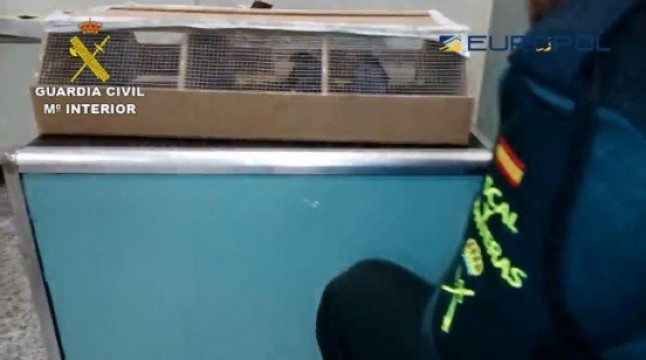 Detenidas 29 personas de una red internacional dedicada al comercio ilegal de especies de aves