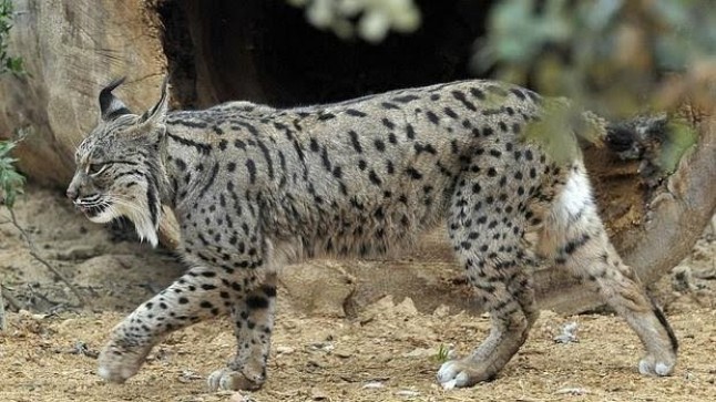 La Fiscalía portguesa investiga la posible venta a través de Internet de un lince ibérico por 1.500 euros