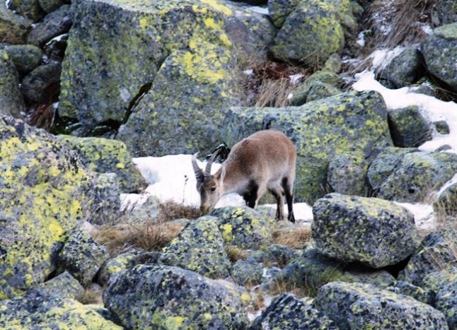 La población desproporcionada de cabra montés en el Guadarrama podría ser un  problema