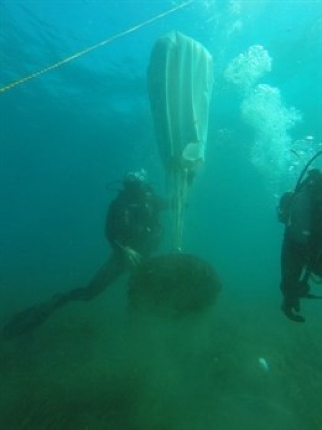 Andalucía retira anclajes de fondeo ilegales que afectan a praderas de posidonia