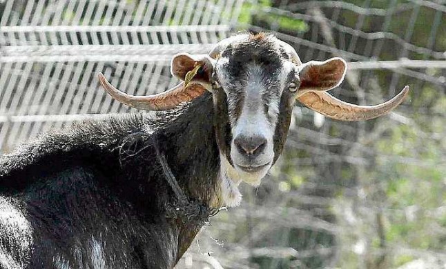 La Fepira solicita al Ministerio la inclusión de ejemplares de las Pitiusas dentro del sello 100% Raza Autóctona