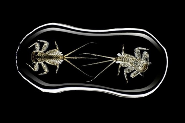 Los invertebrados fluviales