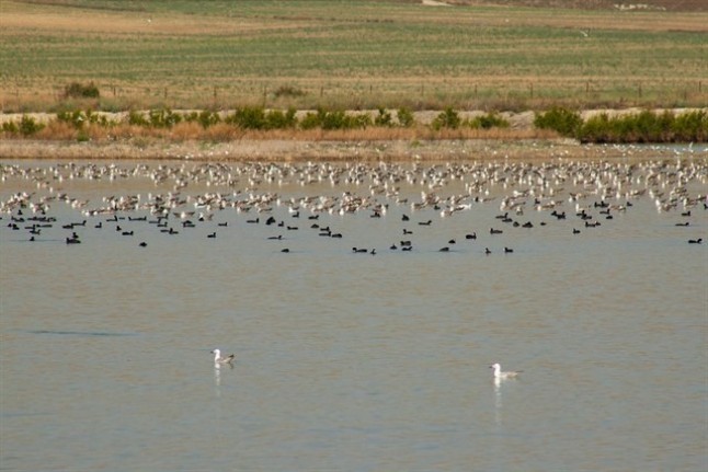 Un total de 19 aves acuáticas logran criar en las Marismas de las Mesas (Cádiz)