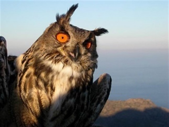 Tres empresas valencianas en el punto de mira por electrocución de aves en La Safor