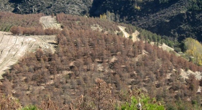 Fondos para contener el decaimiento forestal en la Sierra de Filabres