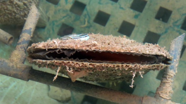 El Oceanogràfic descubre un tratamiento contra la afección que está eliminando la nacra del Mediterráneo español