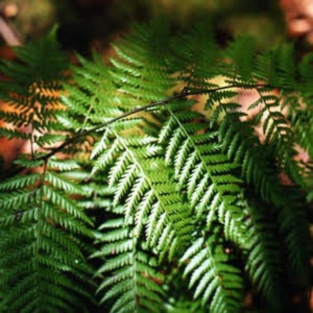 Se recupera la población del helecho amenazado Diplazium caudatum