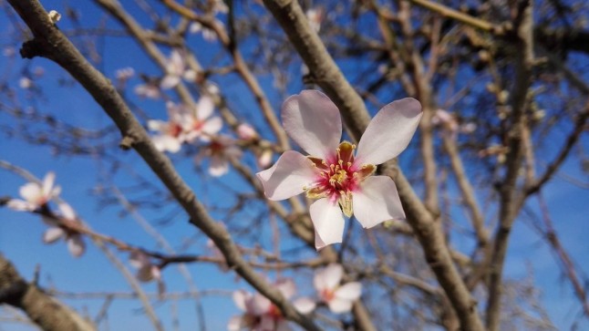 El calentamiento global avanza la floración y cambia el ritmo de la naturaleza