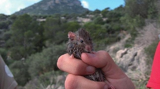 Canarias. Ben Magec alerta sobre los peligros de las especies invasoras