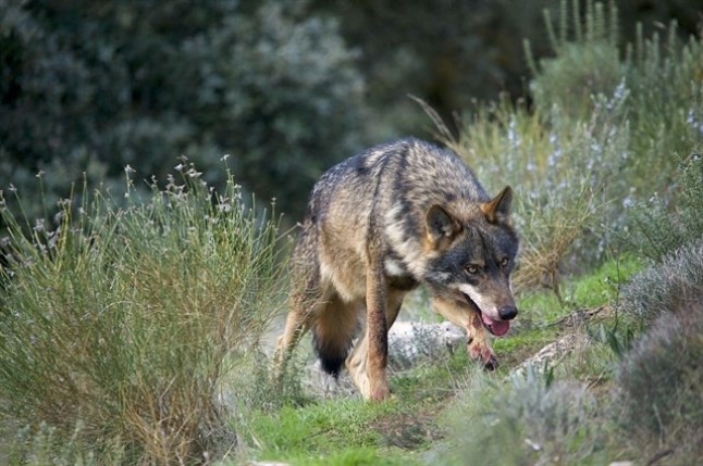 El lobo ibérico y su caza descontrolada