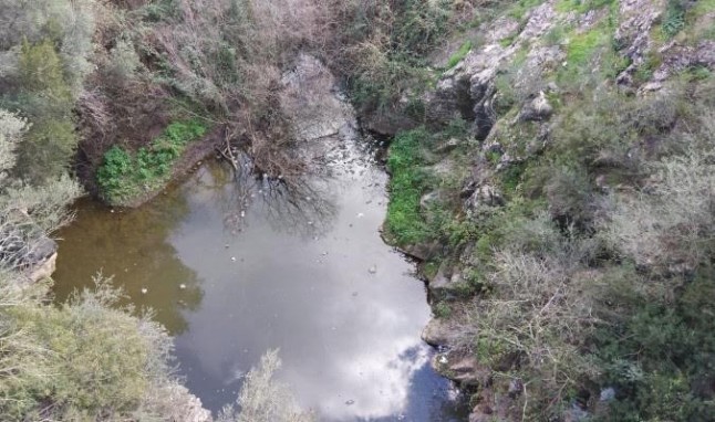 Docenas de palomas muertas en el arroyo Guadalbacar de Lora del Río (Sevilla)