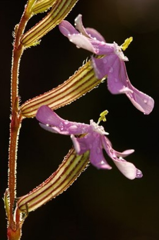 Andalucía confirma la presencia de la especie amenazada Silene mariana