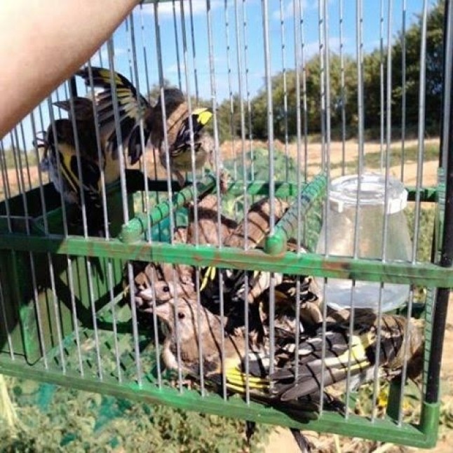 Un sujeto multado por capturar aves no cazables y con medios ilegales en La Palma