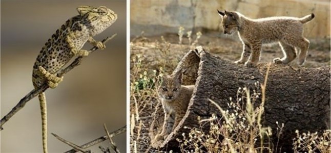 La fama y popularidad de las especies genera errores estratégicos en las políticas de conservación