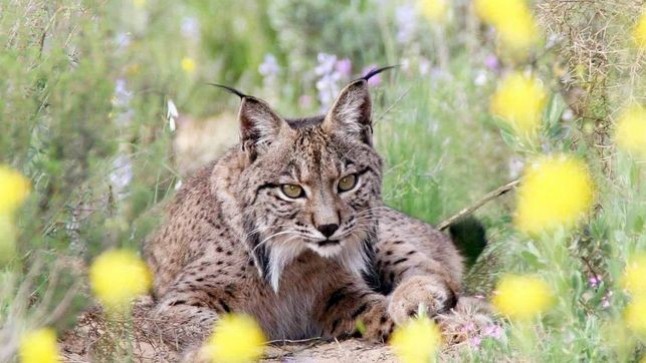 Un nuevo atropello en La Puebla del Río eleva a 17 los linces muertos en Andalucía en 2017