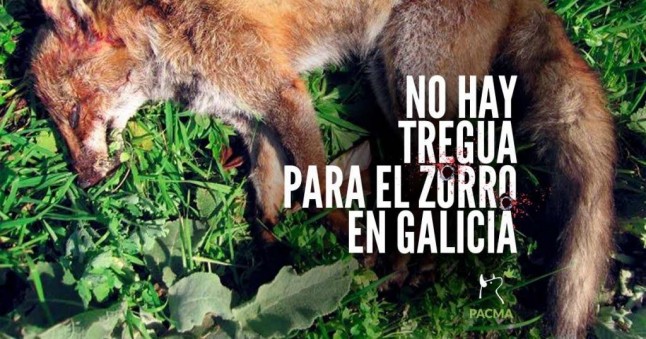 Galicia. PACMA protege a los zorros a bocinazos