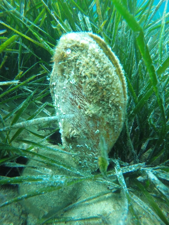 Objetivo: buscar ejemplares vivos de nacra en el Mediterráneo