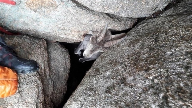 Rescatan a una cabra montesa que había quedado atrapada entre dos rocas en La Pedriza de Madrid