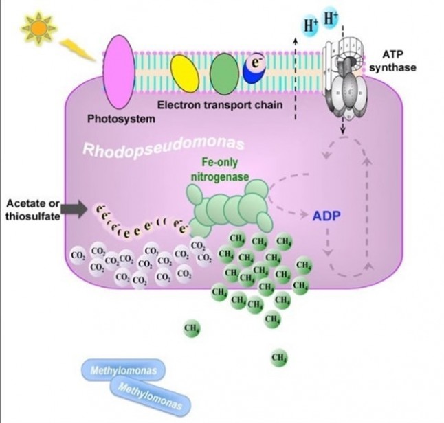 Inesperada fuente de emisión de metano en el medio ambiente