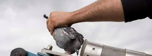 El PP balear se cubre de gloria en la defensa de prácticas de caza INFUMABLES