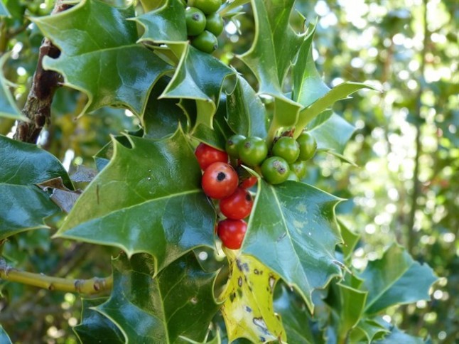 Una irresponsable Xunta de Galicia desregula la protección del acebo