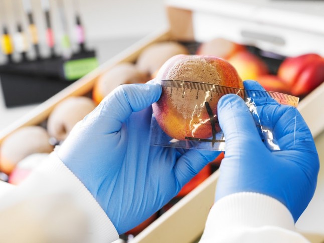 Innovadores productos biológicos para combatir la podredumbre causada por Monilinia en melocotoneros