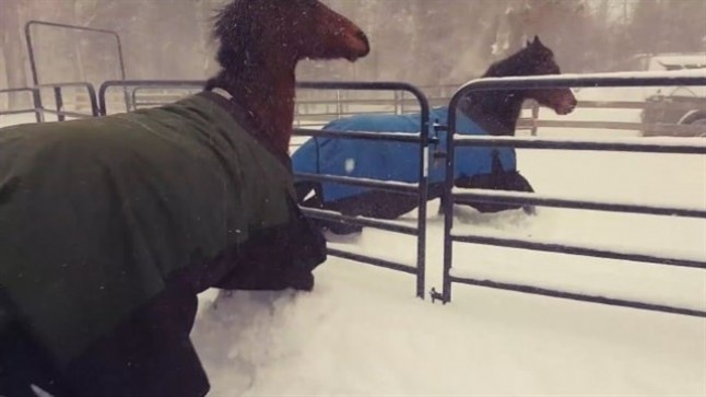 Qué les pasa a estos caballos cuando salen a la nieve