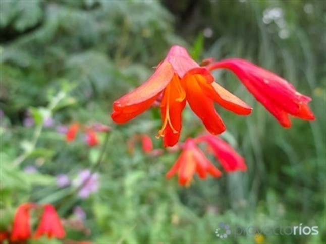 El inexorable avance de las especies exóticas invasoras