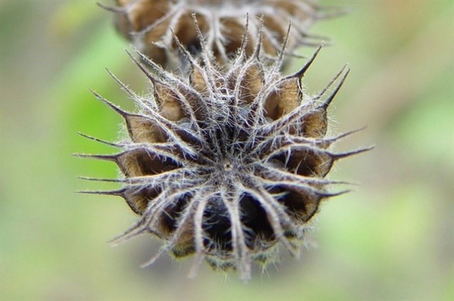 Las plantas invasoras extreman su adaptabilidad por el cambio climático