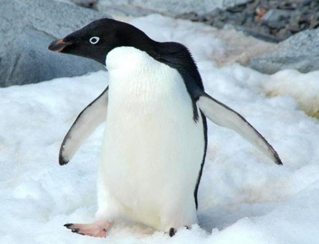 Quieres apadrinar un pingüino de la Antártida