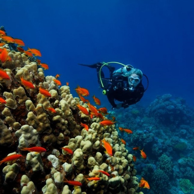 Los países mediterráneos deciden si protegen corales amenazados por riesgo de extinción