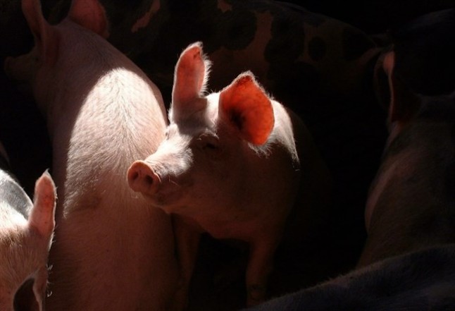 Los ‘claroscuros’ de la granja porcina de Carboneras de Guadazaón (Cuenca) que pretende albergar 4.000 plazas de cebo