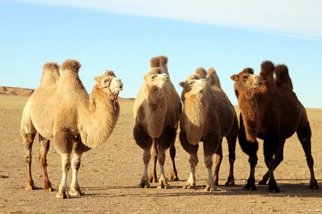Por qué 2018 es el Año Internacional de los camellos y dromedarios