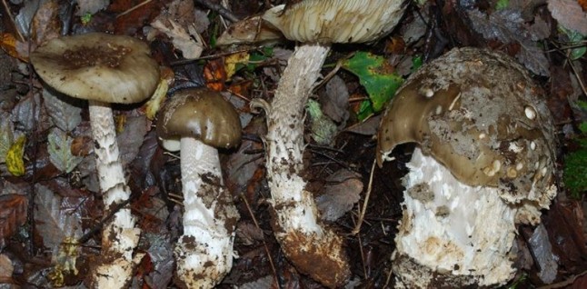 Ministerio del Medio Ambiente reúne a expertos en hongos y líquenes de todo Chile