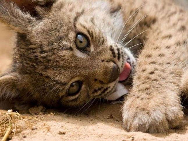 Escolares de Santa Elena (Jaén) participan en una jornada sobre el lince ibérico