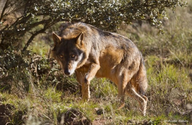 Ecologistas en Acción