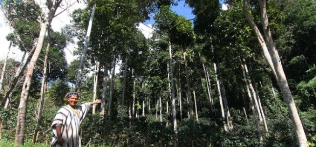 Para reducir deforestación: Plan de Inversión Forestal – FIP PERÚ listo para implementarse a partir del segundo semestre del 2018