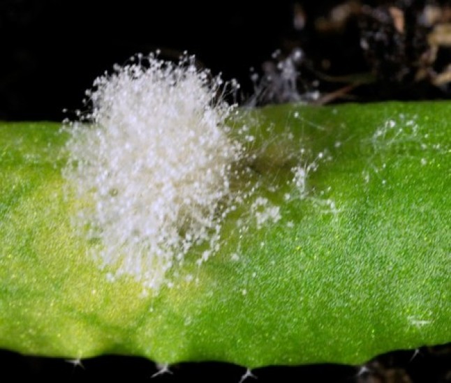 La inmensa importancia de una hormona vegetal