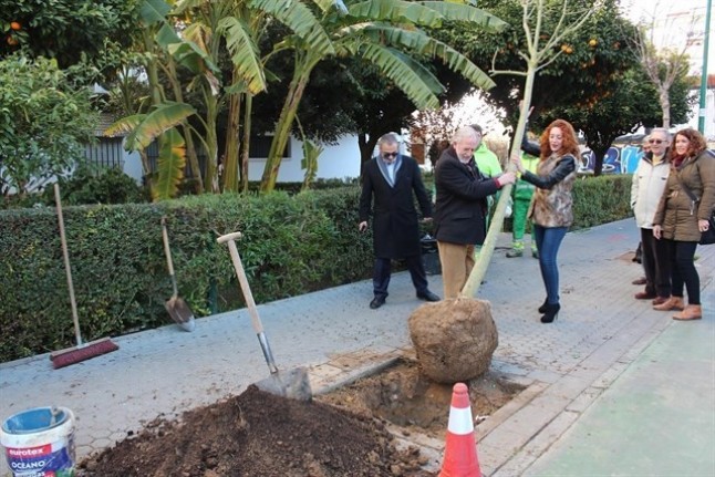 Plantación en Macarena de 41 nuevos árboles dentro de la campaña municipal de cobertura de alcorques vacíos en Sevilla