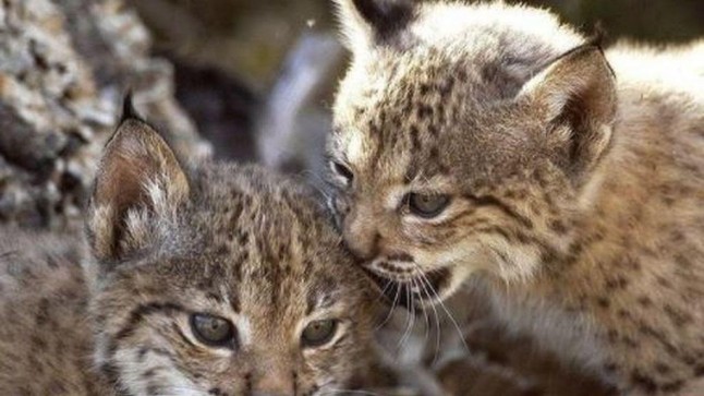 Éxito sin paliativos del centro de cría de lince de Doñana